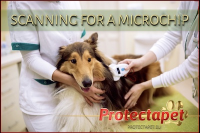 A DOG BEING SCANNED FOR A MICROCHIP TO IDENTIFY THE OWNER. 